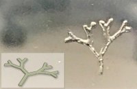 TissueFab®- GelAlg-UV bioink