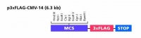 p3XFLAG-CMV™-14 Expression Vector