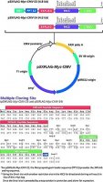 p3xFLAG-Myc-CMV™-24 Expression Vector