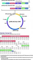 p3xFLAG-Myc-CMV™-25 Expression Vector