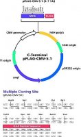 pFLAG-CMV�-5.1 Expression Vector 