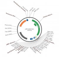 PSF-CAG-KAN - CAG PROMOTER VECTOR OGS505-5UG