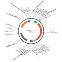 PSF-CBA-FLUC - CHICKEN BETA ACTIN PROMOTER PLASMID OGS598-5UG