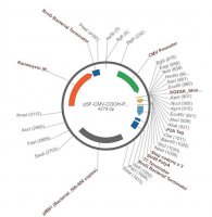 PSF-CMV-COOH-P2A-2 - FMDV P2A PLASMID OGS64-5UG