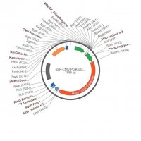 PSF-CMV-PGK-?GAL - DUAL PROMOTER BETA GAL PLASMID OGS391-5UG