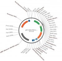 PSF-CMV-PGK-ILUMENA - PGK PROMOTERSECRETED LUCIFERASE PLASMID OGS609-5UG