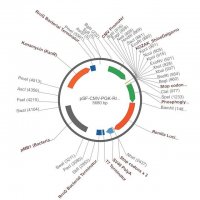 PSF-CMV-PGK-RLUC - DUAL PROMOTER LUCIFERASE PLASMID OGS389-5UG