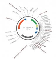 PSF-CMV-PUC19 - CMV PUC19 MCS PLASMID OGS106-5UG
