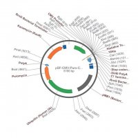 PSF-CMV-PURO-COOH-10HIS - C-TERMINAL 10HIS TAG MAMMALIAN PLASMID OGS3420-5UG