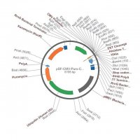 PSF-CMV-PURO-COOH-EKT-10HIS - C-TERMINAL 10HIS TAG MAMMALIAN PLASMID OGS1158-5UG