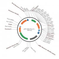 PSF-CMV-PURO-COOH-KRYFP - C-TERMINAL YFP TAG MAMMALIAN PLASMID OGS1368-5UG