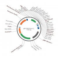 PSF-CMV-PURO-COOH-TEV-FLAG� - C-TERMINAL FLAG� TAG MAMMALIAN PLASMID OGS1124-5UG