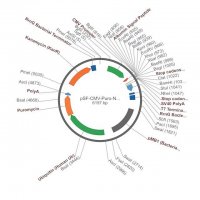 PSF-CMV-PURO-NH2-ALB - HUMAN ALBUMIN SECRETION PLASMID OGS1499-5UG