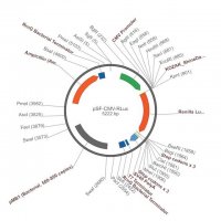 PSF-CMV-RLUC - CMV RENILLA LUCIFERASE PLASMID OGS103-5UG
