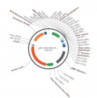 PSF-CMV-RSV-FLUC ASCI - FIREFLY LUCIFERASE PLASMID OGS15-5UG