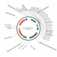 PSF-CMV-RSV-FRCFP - RSV PROMOTER CFP PLASMID OGS515-5UG