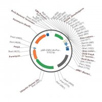 PSF-CMV-UB-PURO ASCI - PUROMYCIN SELECTION PLASMID OGS21-5UG