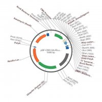 PSF-CMV-UB-RLUC ASCI - RENILLA LUCIFERASE PLASMID OGS156-5UG