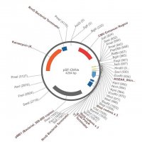 PSF-CMVE - CMV ENHANCER EXPRESSION PLASMID OGS378-5UG