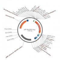 PSF-MINCMV-HYGRO - HYGROMYCIN MINIMAL CMV PLASMID OGS580-5UG