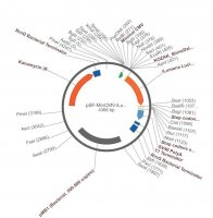 PSF-MINCMV-ILUMENA - SECRETED LUCIFERASE MINIMAL CMV PLASMID OGS578-5UG