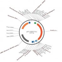 PSF-OXB20-FLUC - BACTERIAL LUCIFERASE PLASMID OGS412-5UG