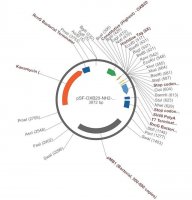 PSF-OXB20-NH2-HIS6 - N-TERMINAL 6 HIS TAG MAMMALIAN PLASMID OGS3315-5UG