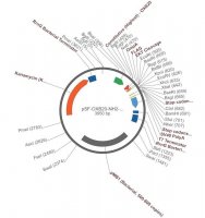 PSF-OXB20-NH2-OMPA-FLAG�-EKT - OMPA SECRETION AND FLAG� TAG PLASMID OGS3067-5UG