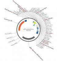 PSF-PA-MINPROM - MINIMAL PROMOTER PLASMID OGS40-5UG