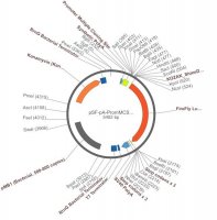 PSF-PA-PROMMCS-FLUC - NO PROMOTER (MCS) FIREFLY LUC PLASMID OGS236-5UG