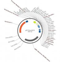 PSF-PROMMCS - NO-PROMOTER MCS PLASMID OGS402-5UG