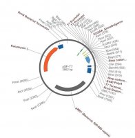 PSF-T7 - T7 PROMOTER PLASMID OGS37-5UG