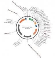 PSF-TEF1-NH2-KLLR - KILLER PROTEIN SECRETION PLASMID OGS1880-5UG