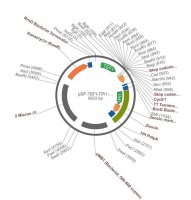 PSF-TEFI-TPI1-ZEO - ZEOCIN YEAST SELECTION VECTOR OGS543-5UG