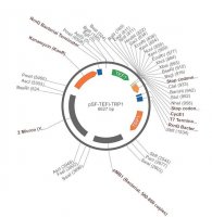 PSF-TEFI-TRP1 - TRYTOPHAN YEAST SELECTION PLASMID OGS532-5UG