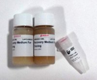 SIG10 ULTRA Electrocompetent Cells