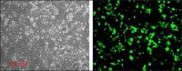Escort™ IV Transfection Reagent