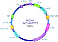 MISSION� pLKO.1-puro TurboGFP� shRNA Control Plasmid DNA SHC004