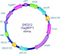 MISSION� pLKO.1-puro-CMV-TagRFP� Positive Control Transduction Particles SHC012V