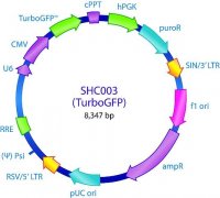 MISSION� pLKO.1-puro-CMV-TurboGFP� Positive Control Transduction Particles SHC003V
