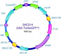 MISSION� pLKO.1-puro-UbC-TurboGFP� Positive Control Transduction Particles SHC014V