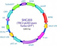MISSION� TRC2 pLKO.5-puro-CMV-TurboGFP� Positive Control Transduction Particles SHC203V