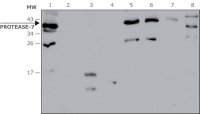 Anti- Protease-7 antibody produced in rabbit 