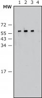 Anti-Proteus vulgaris antibody, Mouse monoclonal