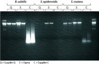 GenElute� Bacterial Genomic DNA Kits NA2110-1KT