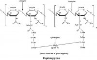 Lysozyme from chicken egg white SAE0152-1G
