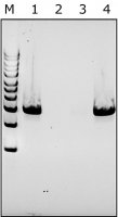 Lyticase from Arthrobacter luteus SAE0098-20KU