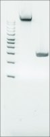 Microbial DNA standard from Porphyromonas gingivalis 