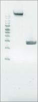 Microbial DNA standard from Proteus mirabilis