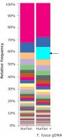 Microbial DNA standard from Thermobifida fusca MBD0024-0.3UG